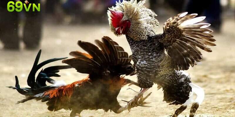 Hướng dẫn luật chơi đá gà đòn cho tân binh
